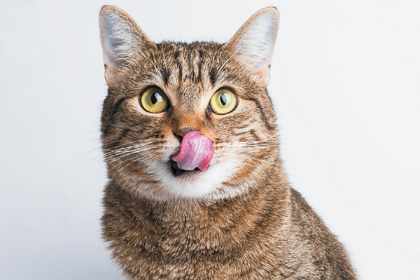 A-brown-cat-licking-its-lips