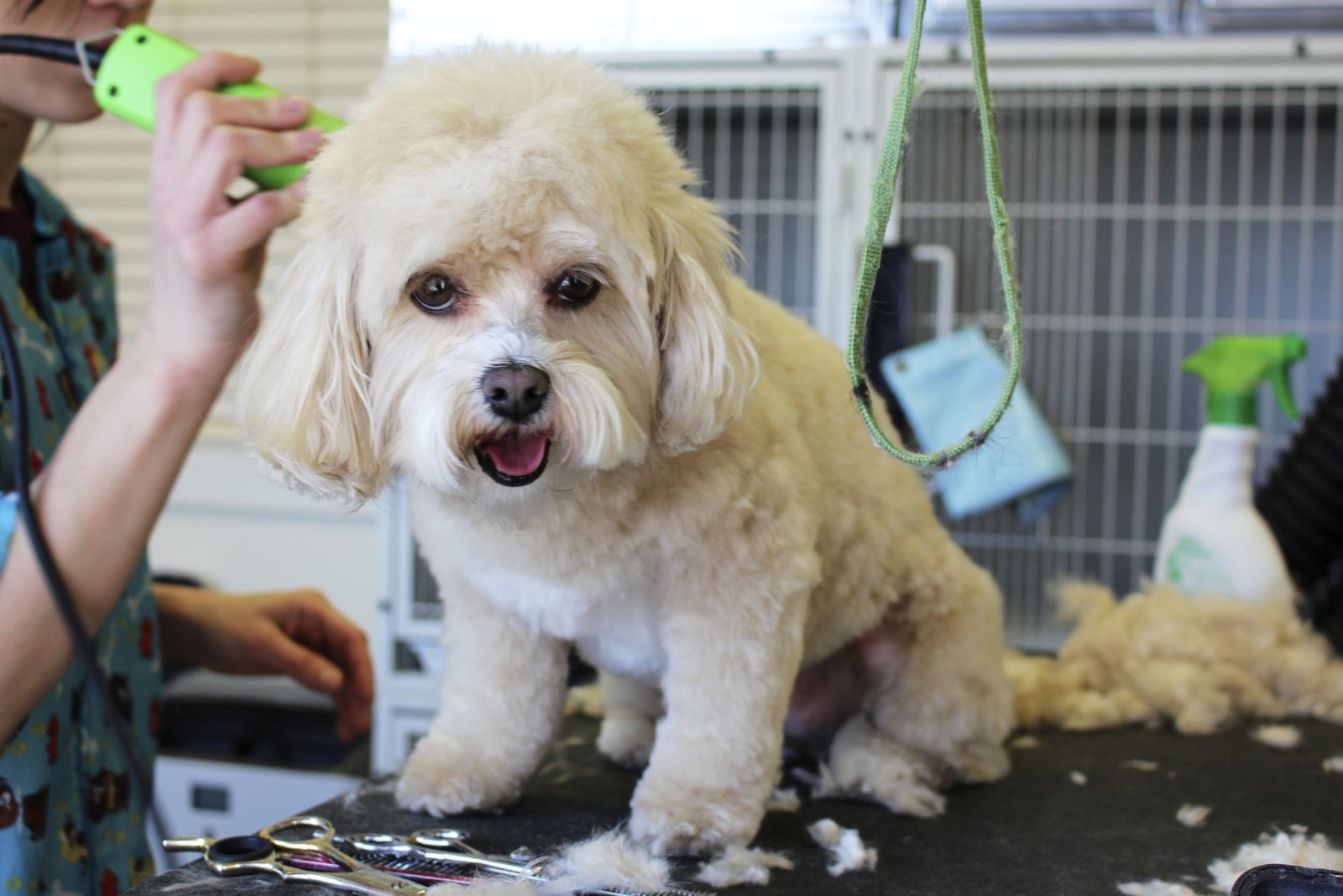 keeping-up-appearances-the-importance-of-dog-grooming-lake-wylie-pet