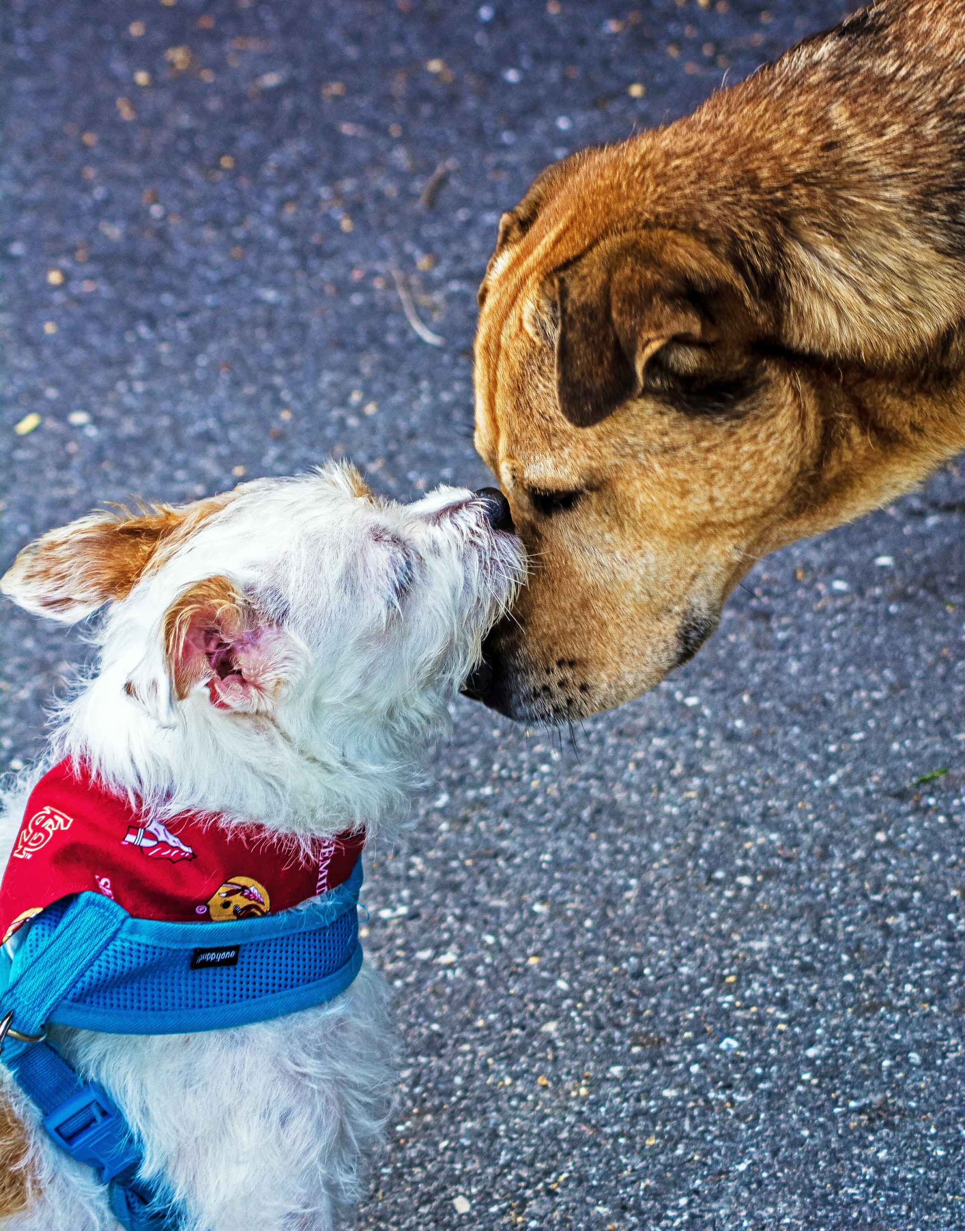 Tips for Socializing Your Quarantine Dog Lake Wylie Pet Resort