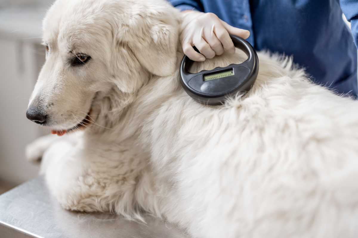 4-reasons-to-get-your-dog-microchipped-lake-wylie-pet-resort